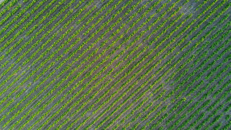 Aerial top view of vineyards landscape from above background, South Franceの写真素材