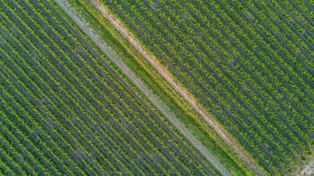 Aerial top view of vineyards landscape from above background, South France