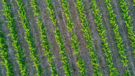Aerial top view of vineyards landscape from above background, South Franceの写真素材