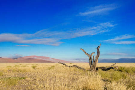 African landscape, beautiful sunset dunes, trees and nature of Namib desert, Sossusvlei, Namibia, South Africaの写真素材