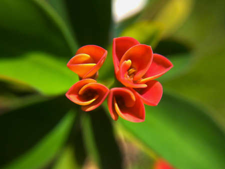 Young mili flowers, flower macro closeup