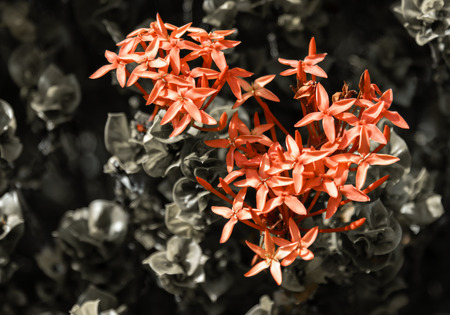 The beautiful Ixoraの写真素材