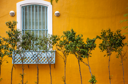 White window on yellow wall. small trees are in foregroundの写真素材