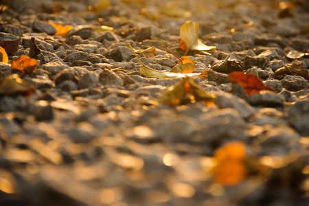 leavesの写真素材