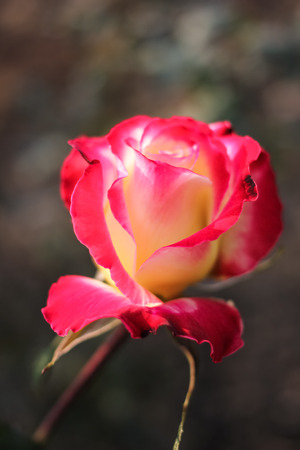 Red roseの写真素材