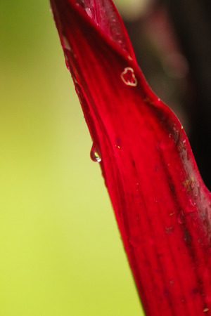 Drops of waterの写真素材