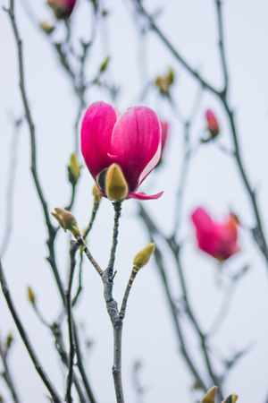 FLOWERの写真素材