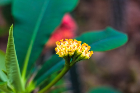 Flowersの写真素材