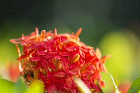 Flowerの写真素材