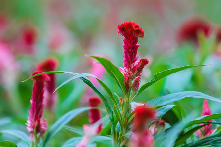 flowerの写真素材