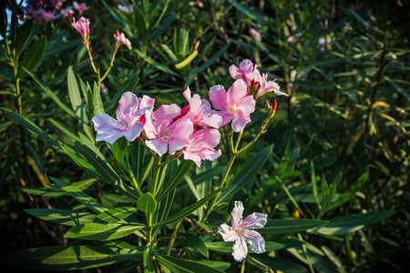 flowerの写真素材