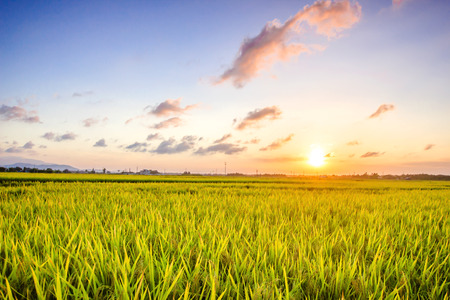 Mature riceの写真素材