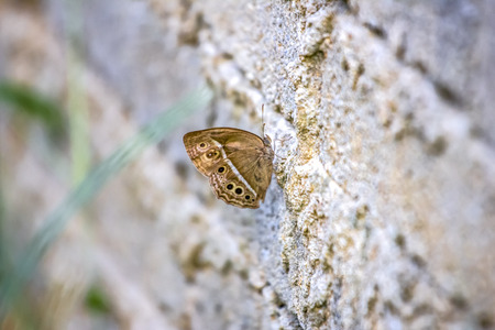Butterflyの写真素材
