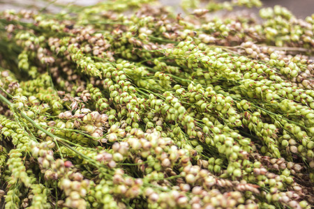 Sorghumの写真素材