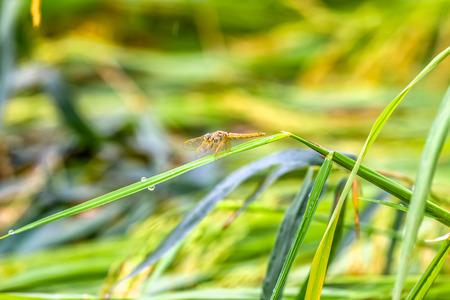 Dragonfly
