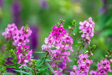 Flowersの写真素材