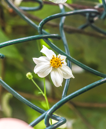 Close up to daisyの写真素材