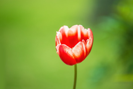 Tulipの写真素材