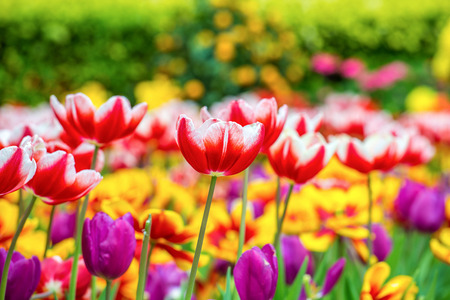 Tulipの写真素材