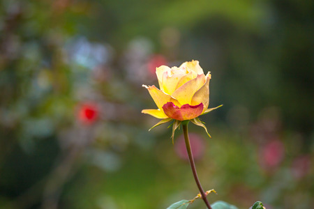 Yellow roseの写真素材