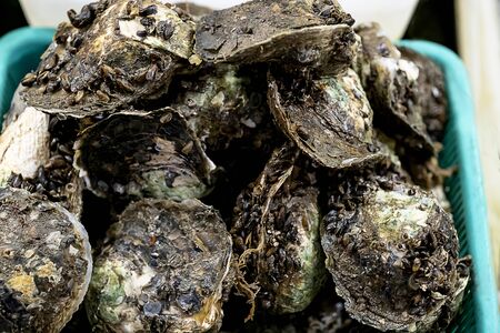 Fresh oysters ready for saleの写真素材