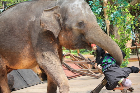 Elephant Showのeditorial素材