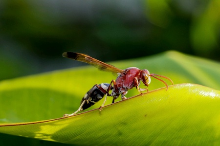 Insect in the backyard.の素材