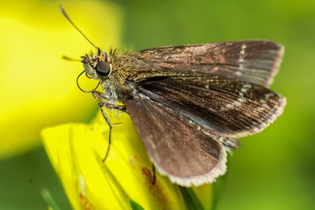 Insect in the backyard.
