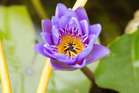 Purple lotus blooming and bee in pollen.の写真素材