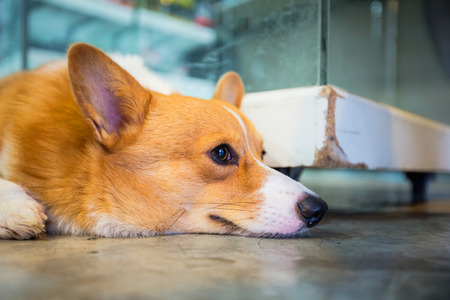 Pembroke wales corgi crouching on floor.の写真素材