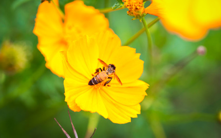 A Bee on Yellow Cosmos flower.