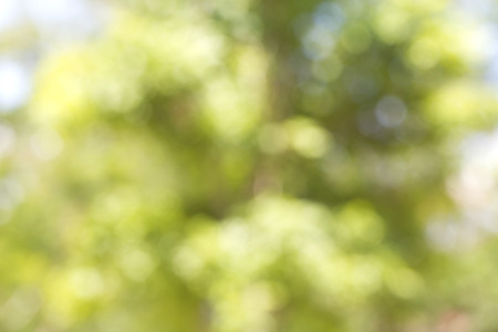 Abstract blur green tree background.の写真素材