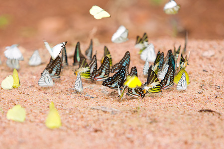 Group of butterflies common jay eaten mineral on sand.の写真素材