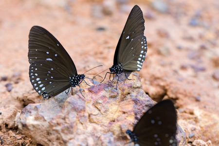 The Butterfly "Common Crown" eaten mineral on sand.の写真素材