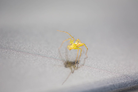 Mini green spider.