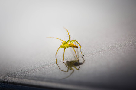 Mini green spider.の写真素材
