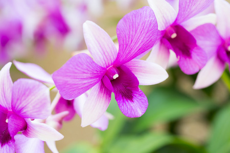 Beautiful flower dendrobium belchim orchids.の写真素材