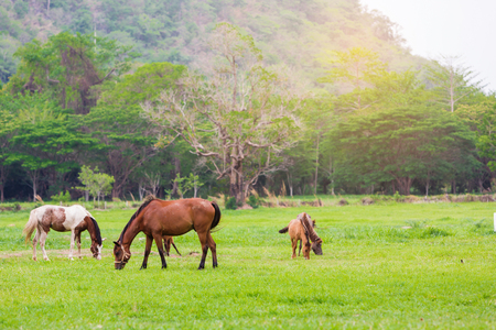 Hourses farm in the green garden mountain.の写真素材