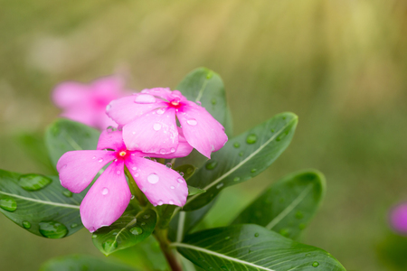 Pink vinca flower with light flare.の写真素材