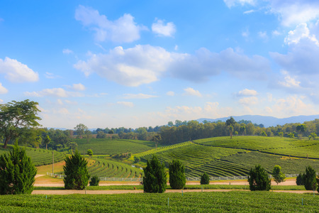 Green tea plantation garden  landscape, hill cultivationの写真素材