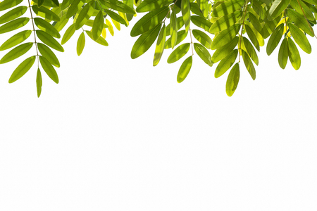 Green leaves on white background. with clipping pathの写真素材
