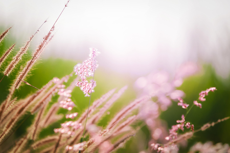 Closeup Meadow with Flowers during in the evening.の写真素材