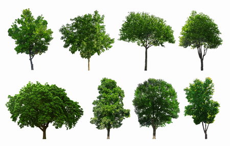 The Collections of green trees isolated. with clipping pathの写真素材
