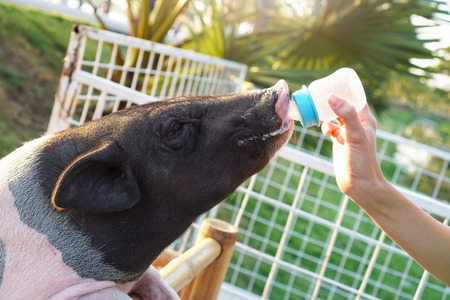 Small Piglet Feeding Milk From Bottle in Hand.の写真素材