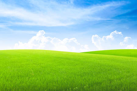 Field on green grass with blue sky on background.の写真素材