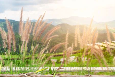 Grass flowers in nature with mountain background. Poaceae grass flowerの写真素材