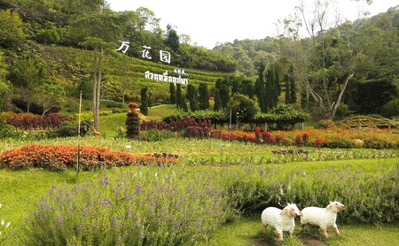 Planting flowers in winter ,Yala:Thailand's southernmost borderのeditorial素材