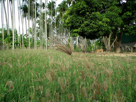 Betel palm garden in countryの写真素材