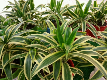 Healthy and nature green plantの素材