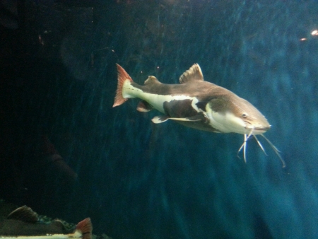 Big gray fish in aquariumの素材
